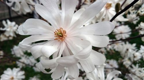 Close-up of white flower