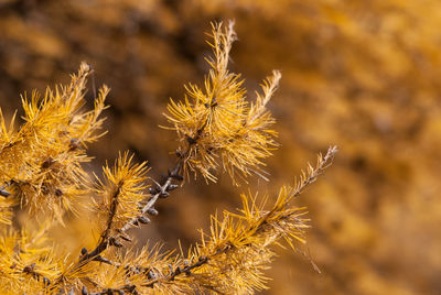Close-up of dried plant during autumn