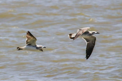 Seagulls flying in the sea