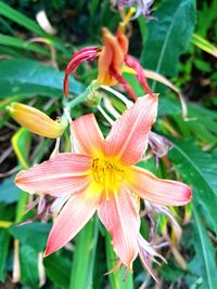 Close-up of day lily