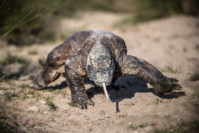 Komodo dragon walking on field