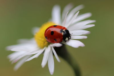 Close-up of ladybug on flower