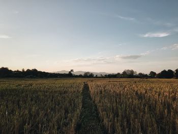 Scenic view of field against sky