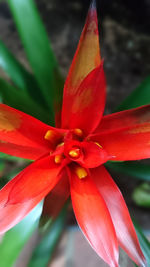 Close-up of day lily