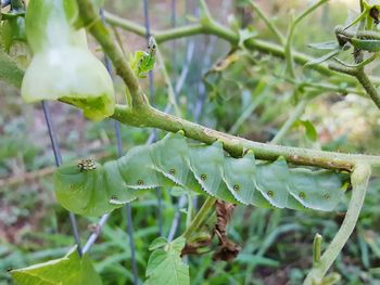 Close-up of plant