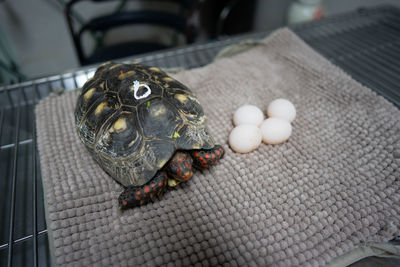 High angle view of turtle and eggs on place mat