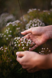 Cropped hands touching flowers