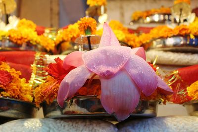 Close-up of flowers for sale