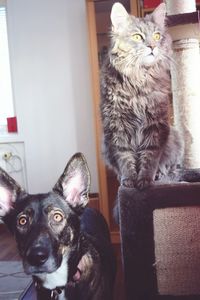 Portrait of cat at home