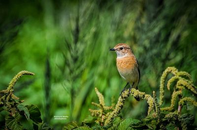 Close-up of bird perching on plant