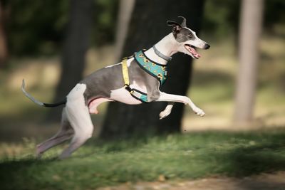 Dog running on field