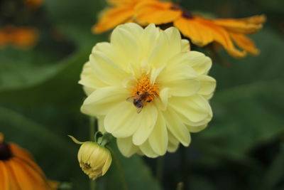 flowering plant