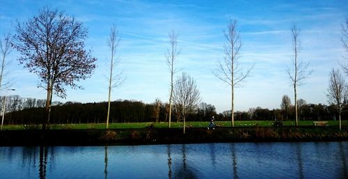 Trees on grassy field