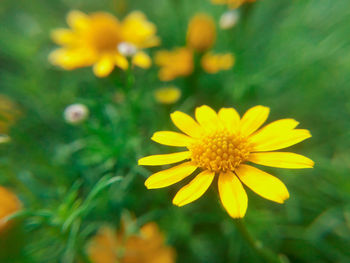 Close-up of yellow flowering plant