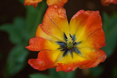 flowering plant