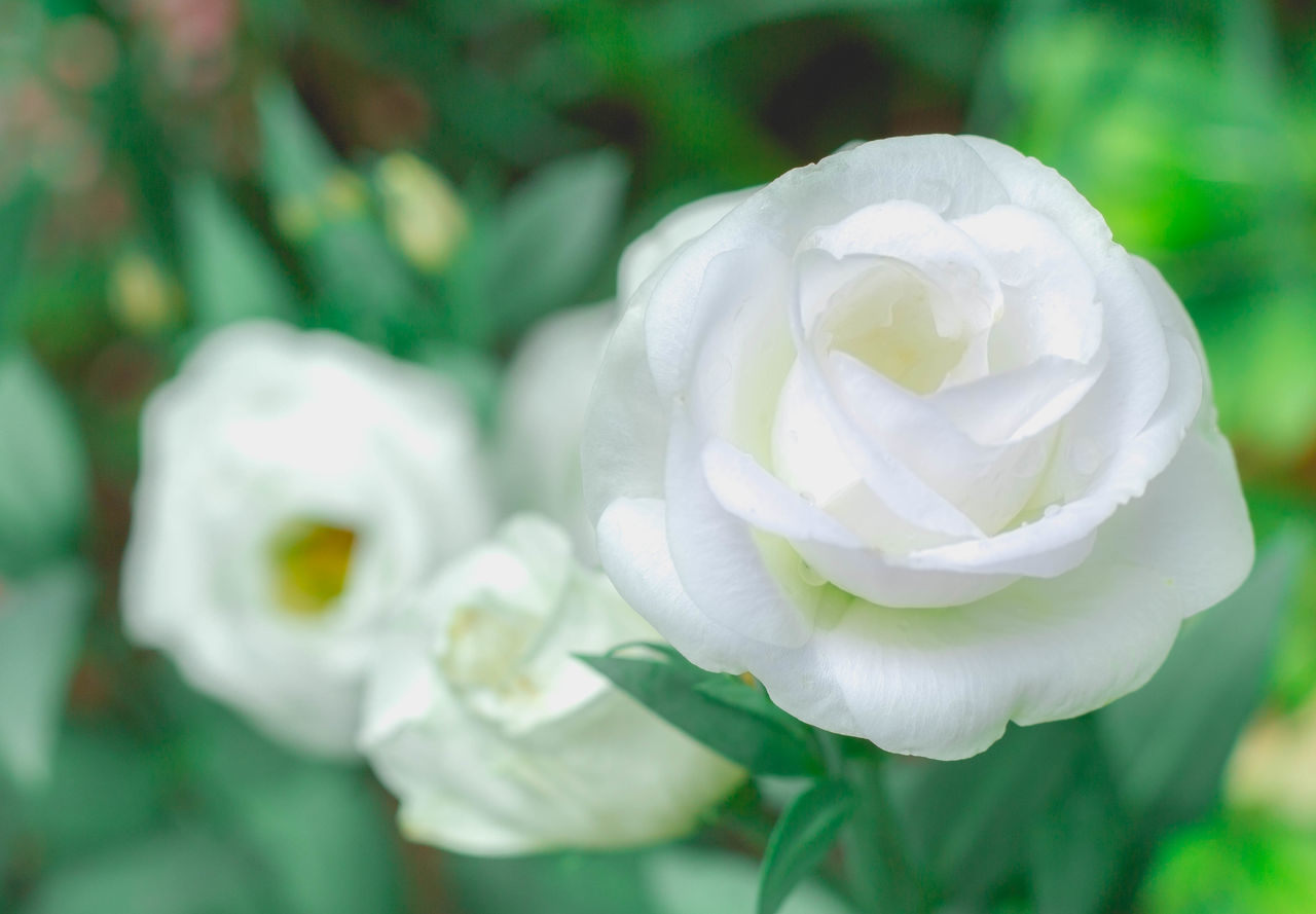 CLOSE-UP OF WHITE ROSE ON PLANT