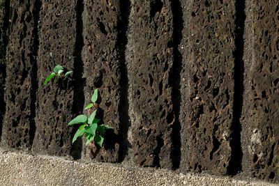 Close-up of plants growing on tree trunk