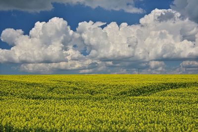 Scenic view of yellow flower field against cloudy sky