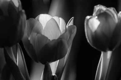 Close-up of tulips