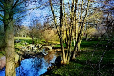 Scenic view of trees by pond