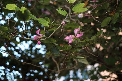 Low angle view of pink flowers blooming on tree