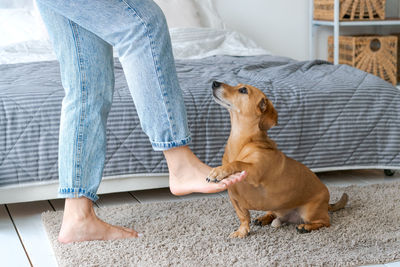 Owner playing with joyful dog at home, happy young woman enjoying games