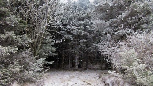 Trees in forest