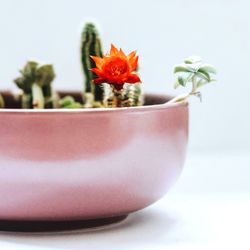 Close-up of potted plant on table