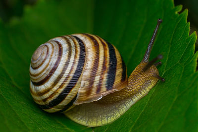 Close-up of snail on leaf