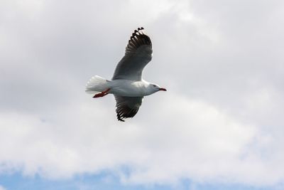 Low angle view of seagull flying