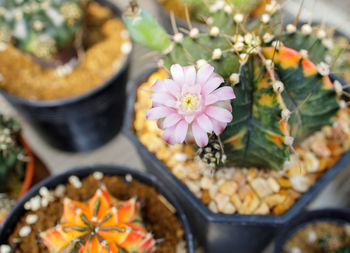 High angle view of potted plant