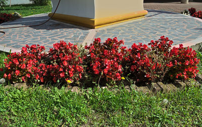 Red flowers blooming outdoors