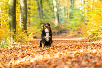 Dog running in forest