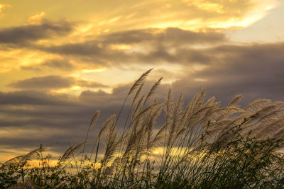 Low angle view of stalks against sky at sunset