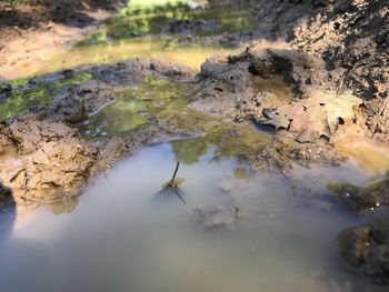 High angle view of turtle in water