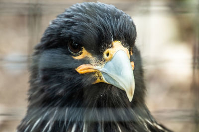 Close-up of a bird