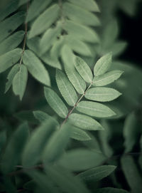 Close-up of green leaves