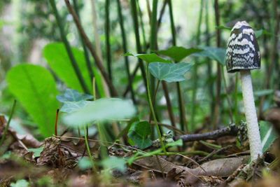 Close-up of lizard on tree