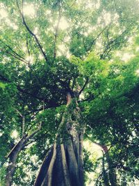 Low angle view of trees