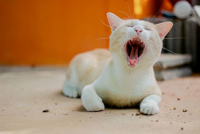 Close-up of a cat yawning