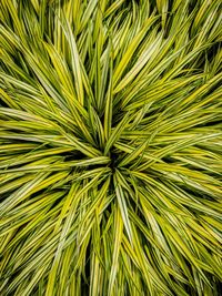 Full frame shot of palm leaf