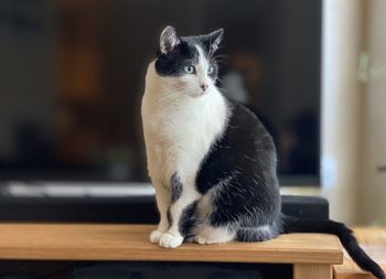 Cat sitting on table at home