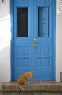 Cat relaxing outside closed house door