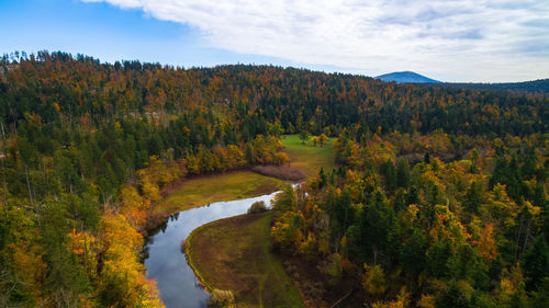 Scenic view of trees in forest against sky