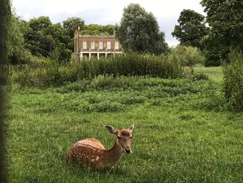 Sheep on field against trees