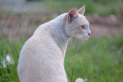 Close-up of cat outdoors