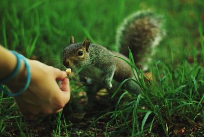 Close-up of hand holding squirrel on grass