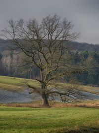 Bare tree on field against sky