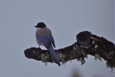 Low angle view of bird perching on a tree