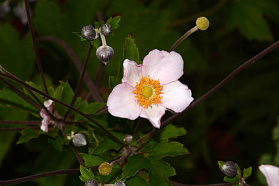 Close-up of white flowering plant